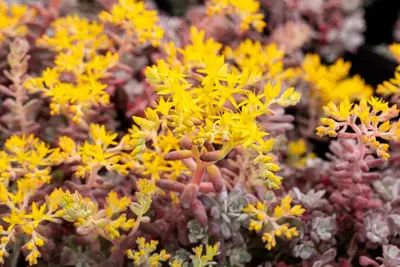 Sedum spathifolium 'Purpureum' (Vetkruid) - afbeelding 4