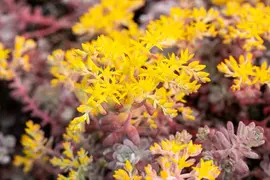 Sedum spathifolium 'Purpureum' (Vetkruid) - afbeelding 5