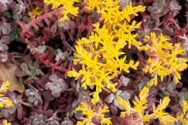 Sedum spathifolium 'Purpureum' (Vetkruid) - afbeelding 8