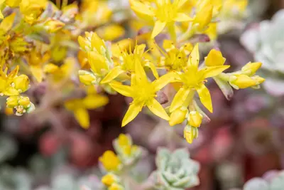 Sedum spathifolium 'Purpureum' (Vetkruid) - afbeelding 9