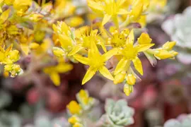Sedum spathifolium 'Purpureum' (Vetkruid) - afbeelding 9