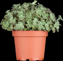 Sedum spathifolium 'Purpureum' (Vetkruid) - afbeelding 2