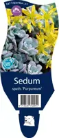 Sedum spathifolium 'Purpureum' (Vetkruid) - afbeelding 1