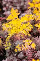 Sedum spathifolium 'Purpureum' (Vetkruid) - afbeelding 6