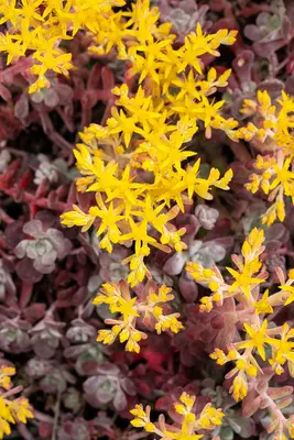 Sedum spathifolium 'Purpureum' (Vetkruid) - afbeelding 7