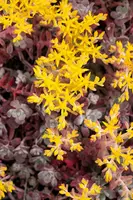 Sedum spathifolium 'Purpureum' (Vetkruid) - afbeelding 7