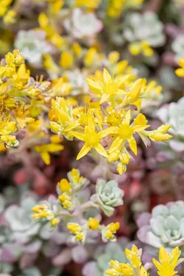 Sedum spathifolium 'Purpureum' (Vetkruid) - afbeelding 10