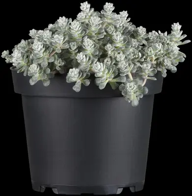 Sedum spathulifolium 'Cape Blanco' (Vetkruid) - afbeelding 4