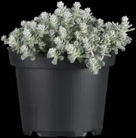Sedum spathulifolium 'Cape Blanco' (Vetkruid) - afbeelding 4