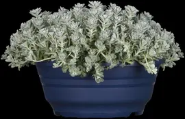 Sedum spathulifolium 'Cape Blanco' (Vetkruid) - afbeelding 2