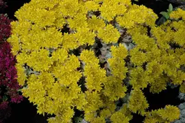 Sedum spathulifolium 'Cape Blanco' (Vetkruid) - afbeelding 7