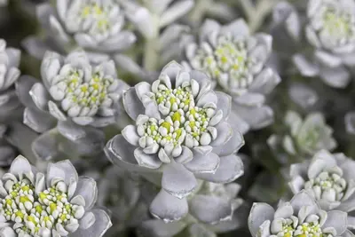 Sedum spathulifolium 'Cape Blanco' (Vetkruid) - afbeelding 5