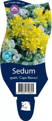 Sedum spathulifolium 'Cape Blanco' (Vetkruid) - afbeelding 1