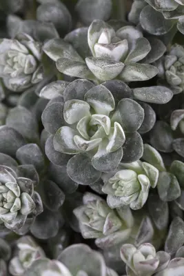 Sedum spathulifolium 'Cape Blanco' (Vetkruid) - afbeelding 3