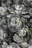 Sedum spathulifolium 'Cape Blanco' (Vetkruid) - afbeelding 3