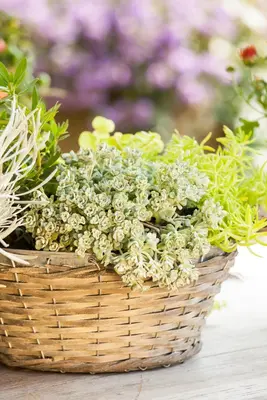 Sedum spathulifolium 'Cape Blanco' (Vetkruid) - afbeelding 6
