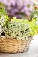 Sedum spathulifolium 'Cape Blanco' (Vetkruid) - afbeelding 6