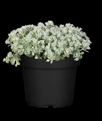Sedum spathulifolium 'Cape Blanco' (Vetkruid) - afbeelding 8