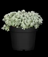 Sedum spathulifolium 'Cape Blanco' (Vetkruid) - afbeelding 8