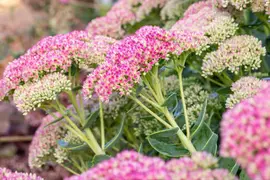Sedum Spectabile Brillant (Hemelsleutel) - afbeelding 4