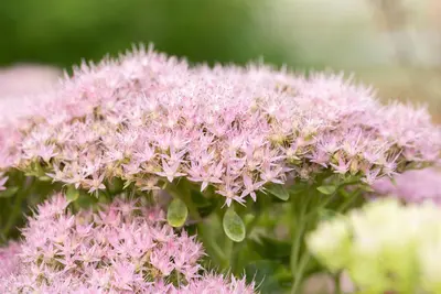 Sedum Spectabile Brillant (Hemelsleutel) - afbeelding 5