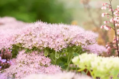 Sedum Spectabile Brillant (Hemelsleutel) - afbeelding 6