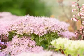 Sedum Spectabile Brillant (Hemelsleutel) - afbeelding 6