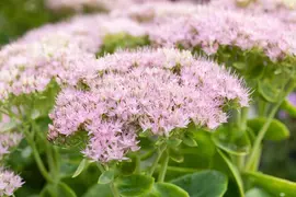 Sedum Spectabile Brillant (Hemelsleutel) - afbeelding 8