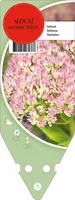 Sedum Spectabile Brillant (Hemelsleutel) - afbeelding 1