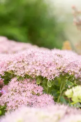 Sedum Spectabile Brillant (Hemelsleutel) - afbeelding 7