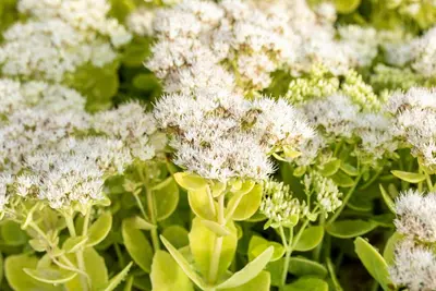 Sedum spectabile 'Stardust' (Hemelsleutel 'Stardust') - afbeelding 1