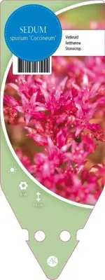 Sedum Spurium Coccineum (Vetkruid) - afbeelding 1