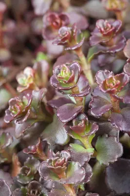 Sedum Spurium Coccineum (Vetkruid) - afbeelding 3