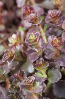 Sedum Spurium Coccineum (Vetkruid) - afbeelding 3