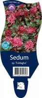 Sedum spurium 'Fuldaglut' (Vetkruid) - afbeelding 1
