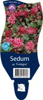 Sedum spurium 'Fuldaglut' (Vetkruid) kopen?