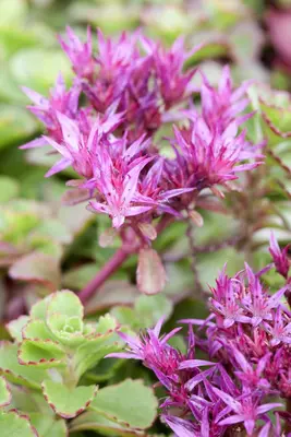 Sedum spurium 'Fuldaglut' (Vetkruid) - afbeelding 2