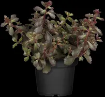 Sedum spurium 'Schorbuser Blut' (Vetkruid) - afbeelding 2