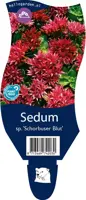 Sedum spurium 'Schorbuser Blut' (Vetkruid) - afbeelding 1