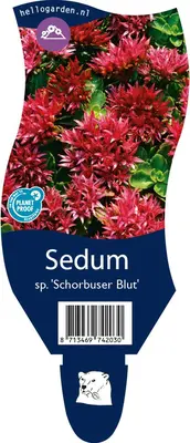 Sedum spurium 'Schorbuser Blut' (Vetkruid) - afbeelding 1