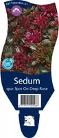 Sedum spurium 'Spot On Deep Rose'  (Roze Vetkruid) - afbeelding 1