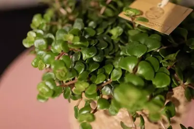 Sedum tornado (Vetkruid) 20cm - afbeelding 4