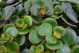 Sedum tornado (Vetkruid) 20cm - afbeelding 6