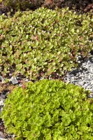 Sedum (Vetkruid) - afbeelding 1