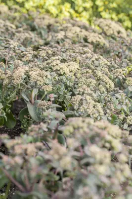 Sedum (Vetkruid) - afbeelding 9
