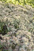 Sedum (Vetkruid) - afbeelding 9