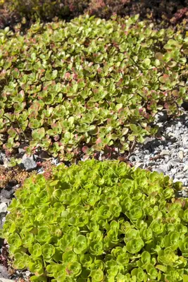 Sedum (Vetkruid) - afbeelding 1