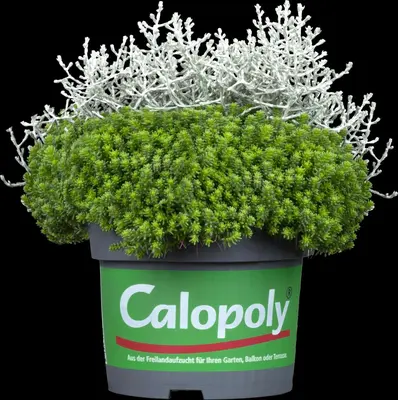 Sedum (Vetkruid) - afbeelding 18