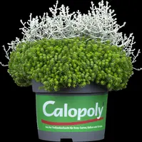 Sedum (Vetkruid) - afbeelding 18