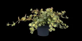 Sedum (Vetkruid) - afbeelding 2